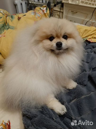 Щенки шпица мишка