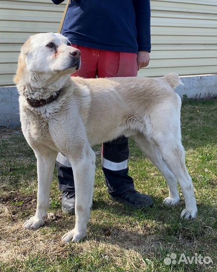 Алабай в добрые руки