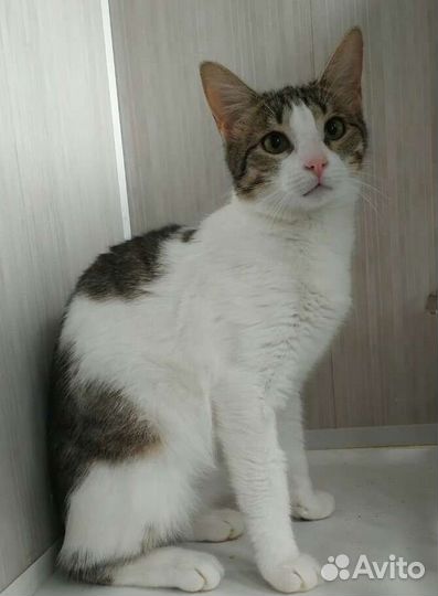 Кошечка Зоечка