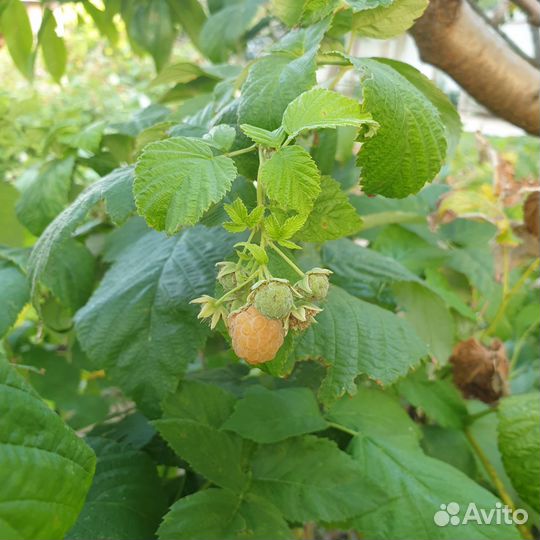 Саженцы красной и желтой малины