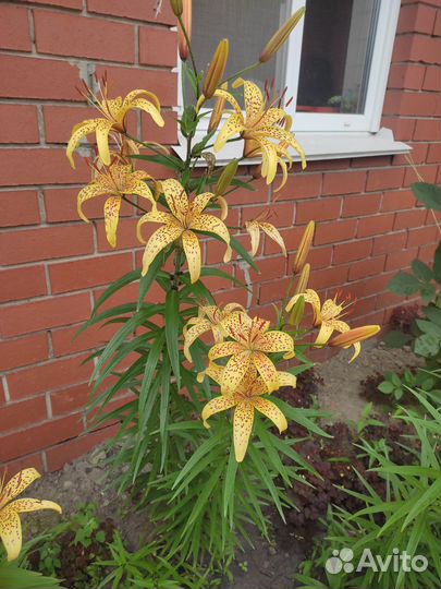 Цветы лилии