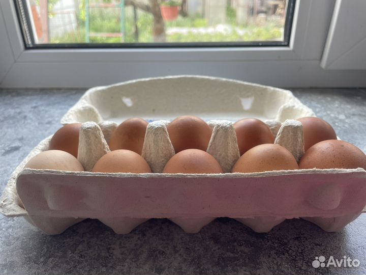 Яйца куриные