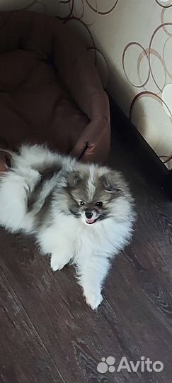 Немецкий шпиц