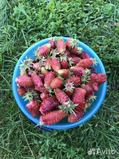 Земклуника Купчиха, земляника саженцы