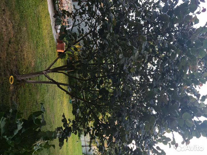 Дерево орех,продам