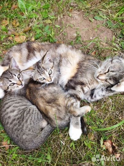 Котята в добрые руки