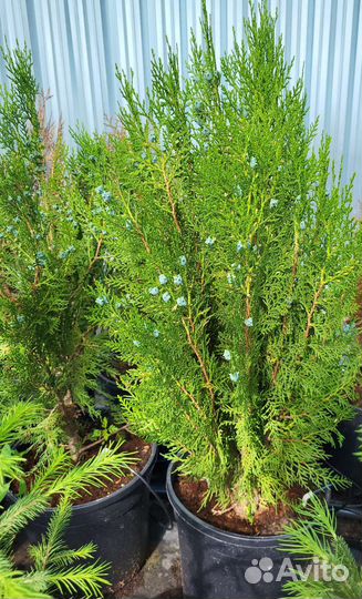 Многолетние растения для сада