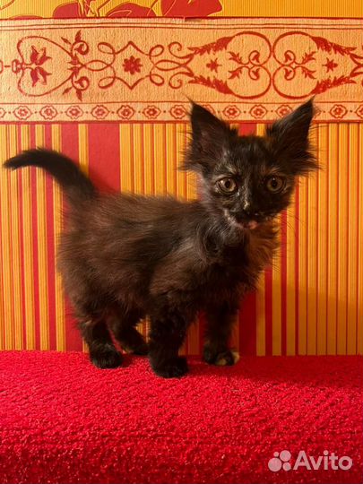 Пушистик в добрые руки