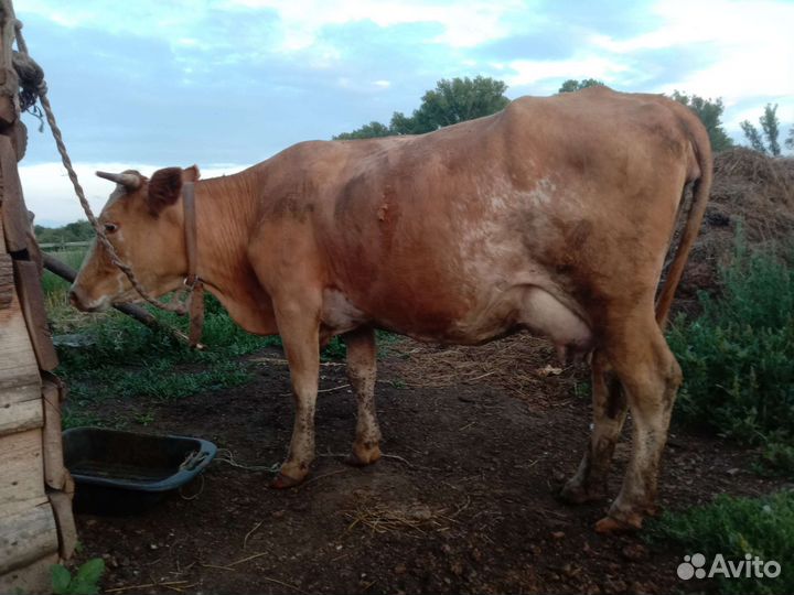 Лошадь И корова