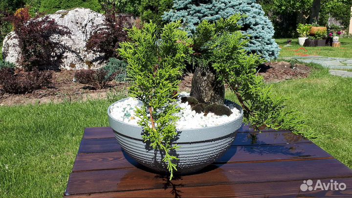 Бонсай садовый