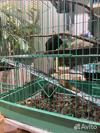 Песчанки с клеткой