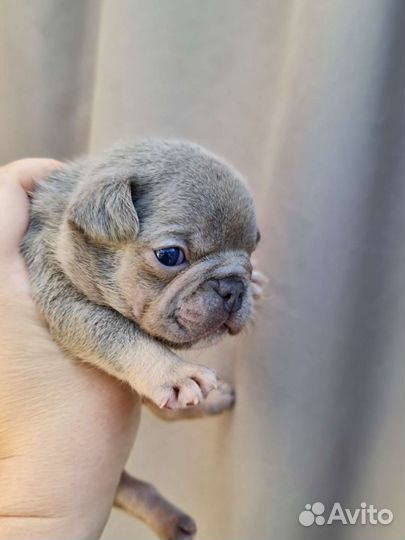 Фоанцузкий бульдог цветной мальчик