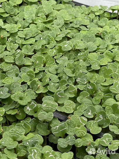 Зелень Микрозелень