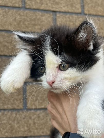 Котята ищут дом