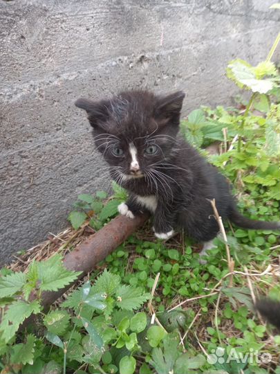 3 милых котёнка ищут дом