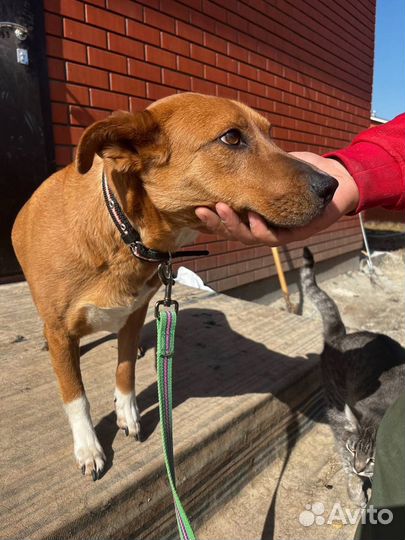 Собака в добрые руки