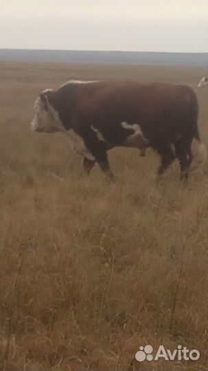 Бык,бычки и телочки