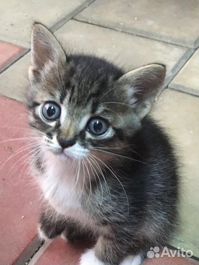 Котята в добрые руки бесплатно