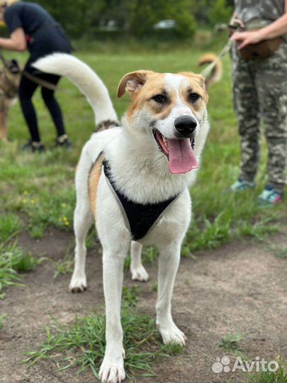 Купер-приютский красавец