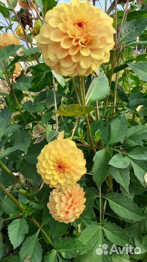 Георгины клубни