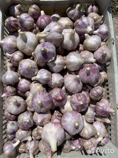 Чеснок новый урожай