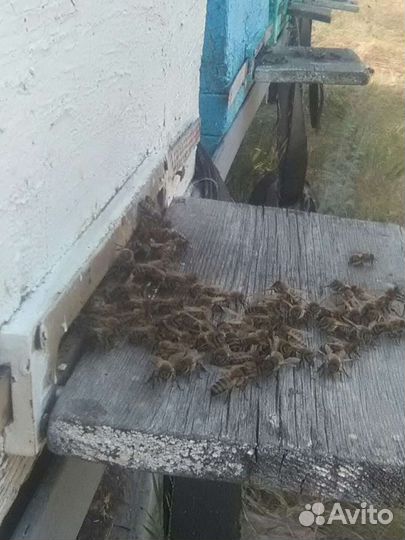 Прополис, улья, сушь, инвентарь