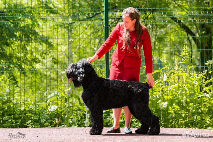 Профессиональный Хендлер