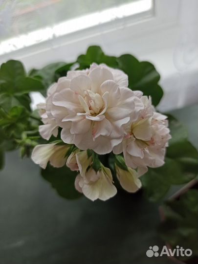 Пеларгония герань сортовая