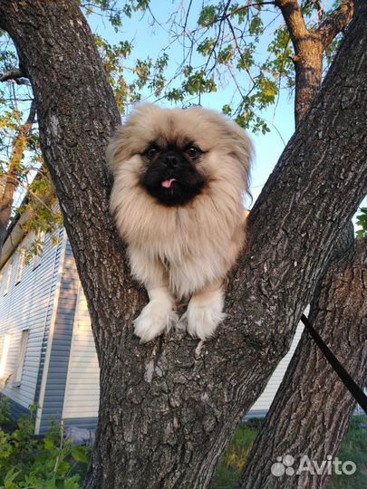 Пекинес в добрые руки