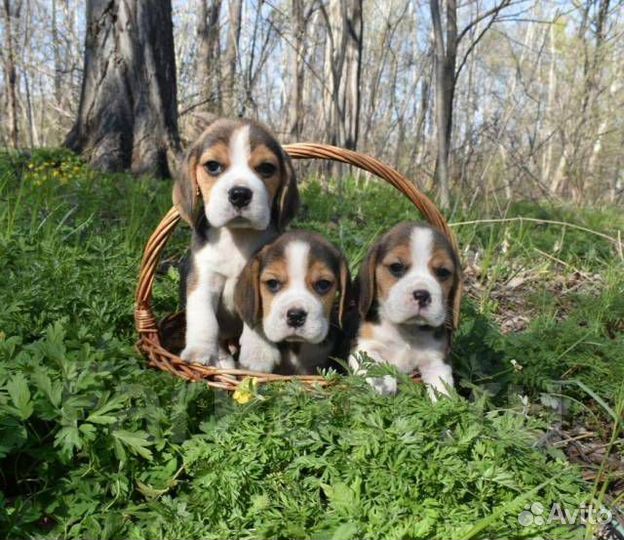 Щенки бигля