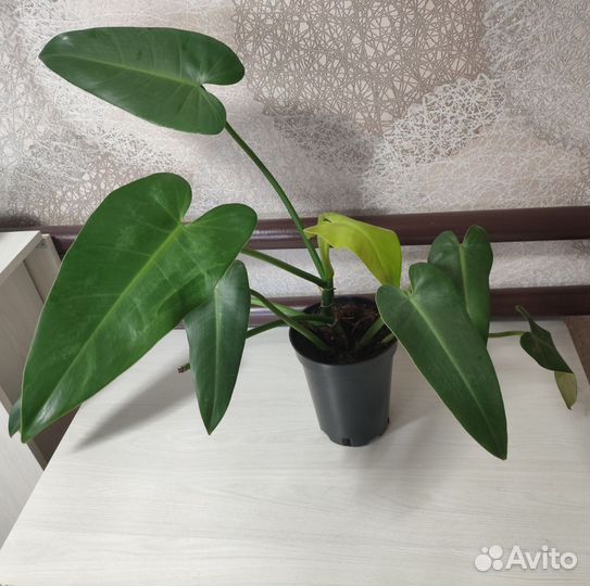 Филодендроны