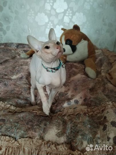 Канадский сфинкс