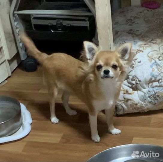 Чихуахуа