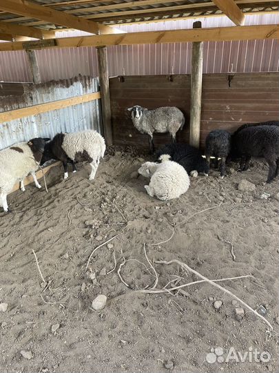 Овцы ягнята