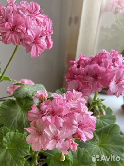 Пеларгония герань, розовая