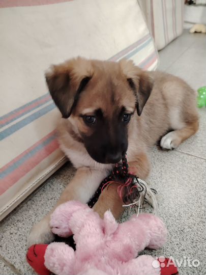 Щенки дворяне в добрые и заботливые руки