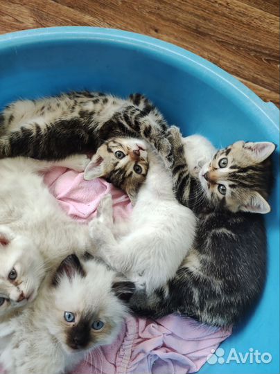 Котята ищут дом