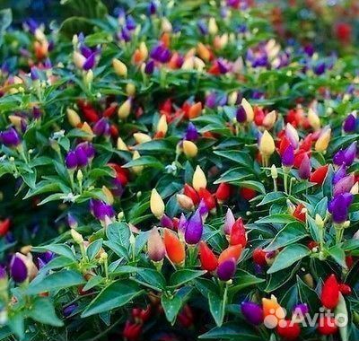 Мини-огород семена