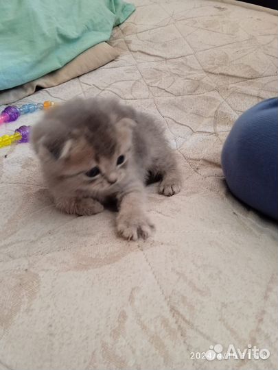 Шотландские котята