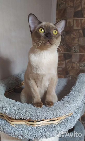 Бурманские котята