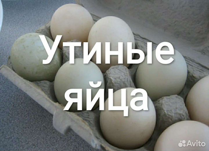 Яйца утиные на инкубацию, разведение