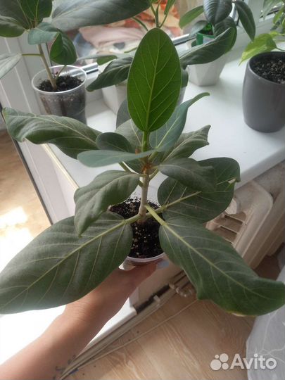 Фикус бенгальский одри