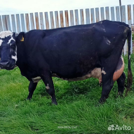 Продам коров