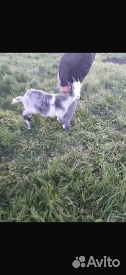 Козы альпийская, ломанча