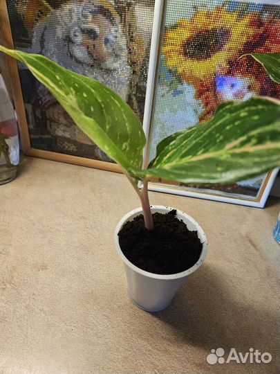 Аглаонема батерфляй