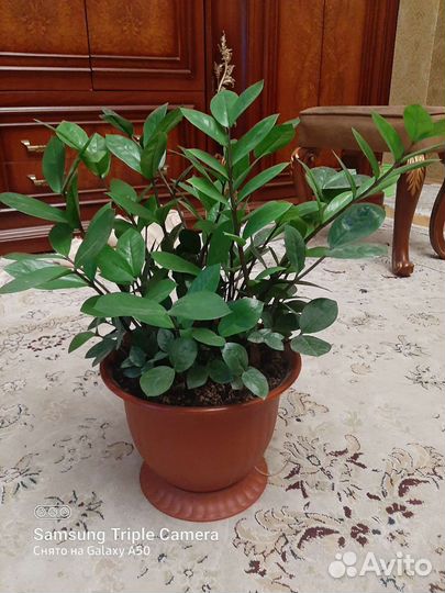 Замиокулькас