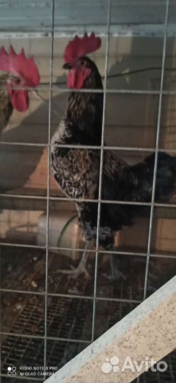 Молодые петухи