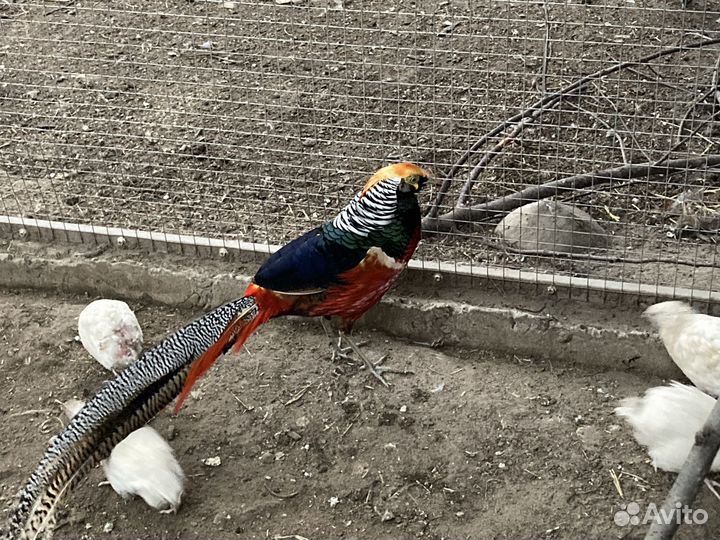 Фазан золотой,королевский,серебрян,алмазный,павлин