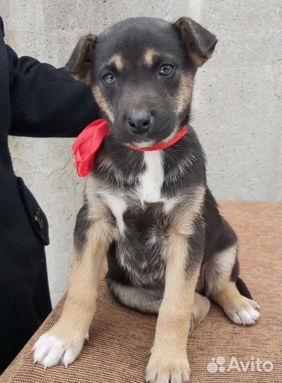 Щенок в добрые руки