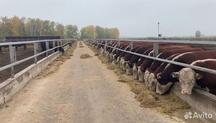 Бычки Герефорд средний вес 700 кг